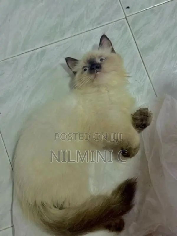 Persian Kitten