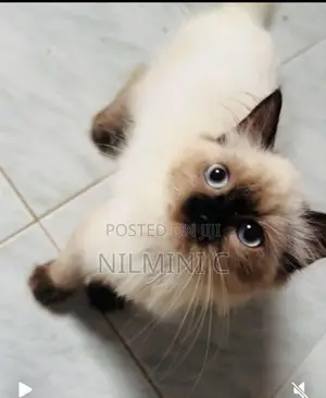 Persian Kitten