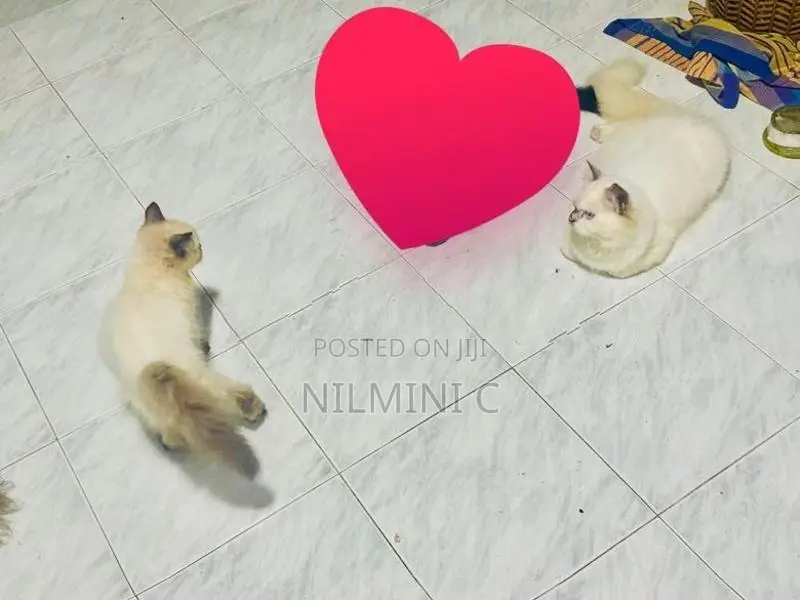 Persian Kitten