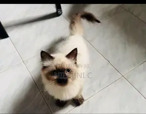 Persian Kitten