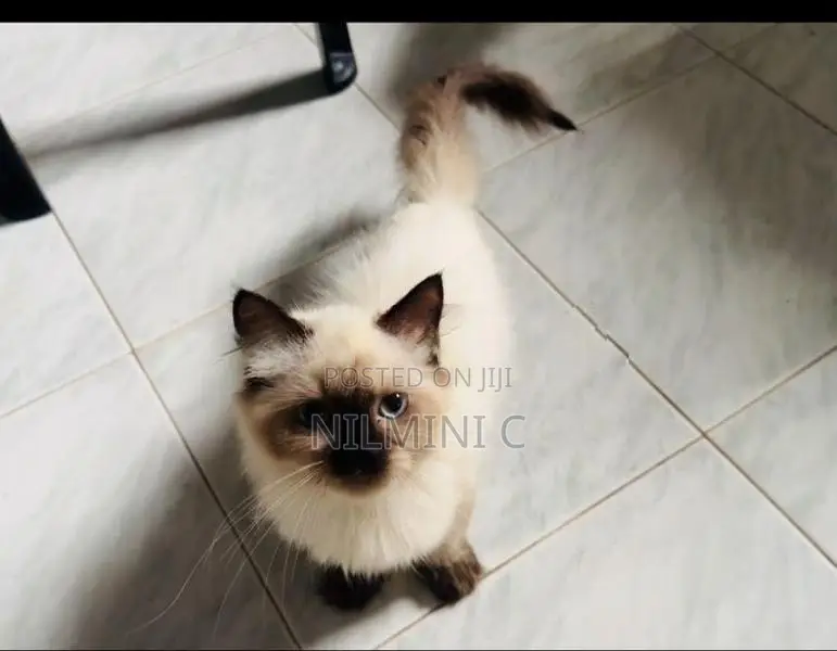 Persian Kitten
