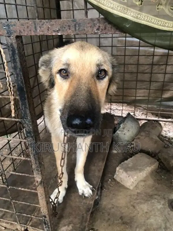 German Shepherd Dog
