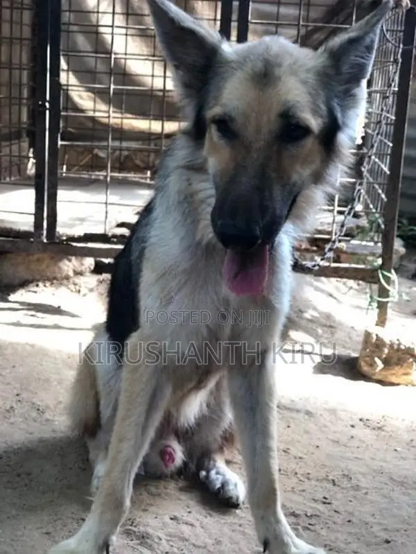 German Shepherd Dog