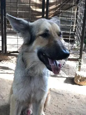 German Shepherd Dog