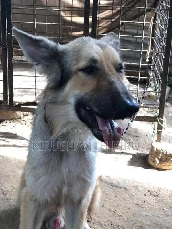 German Shepherd Dog