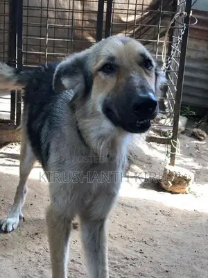 German Shepherd Dog