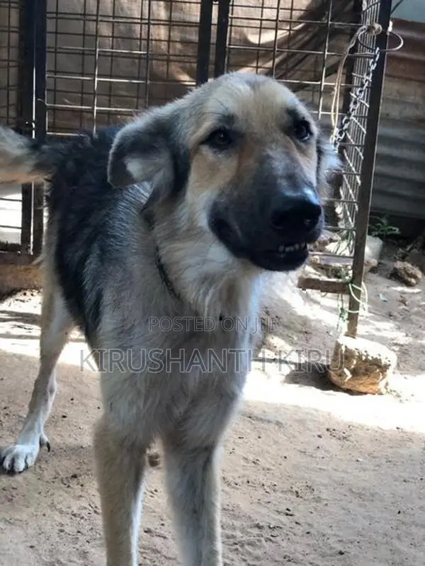 German Shepherd Dog