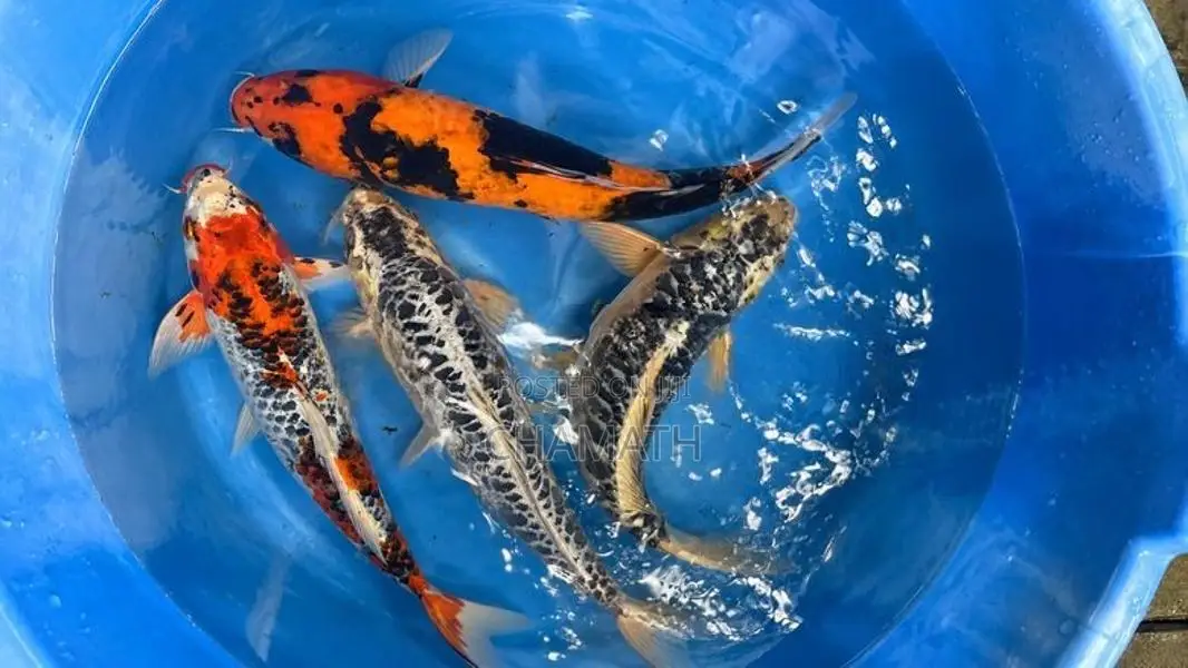 Koi 13 Inches (Without Tail)