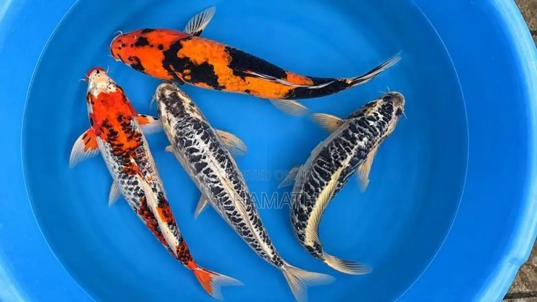Koi 13 Inches (Without Tail)