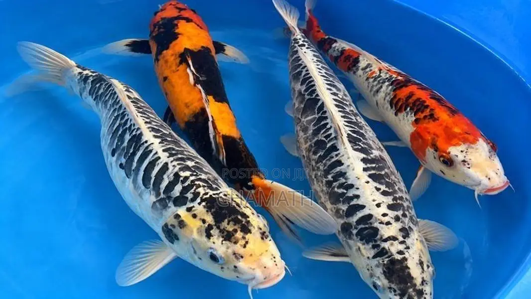 Koi 13 Inches (Without Tail)
