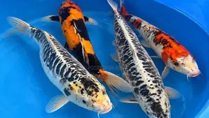 Koi 13 Inches (Without Tail)