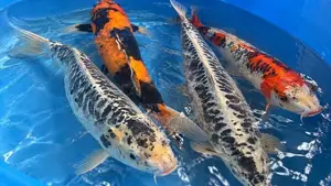 Koi 13 Inches (Without Tail)