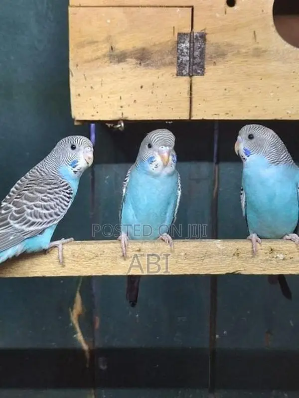 African Love Birds