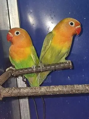 African Love Birds