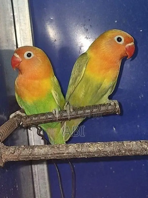 African Love Birds