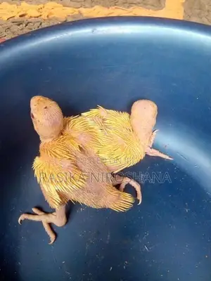 Ringneck Baby Birds