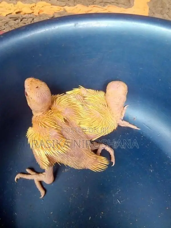 Ringneck Baby Birds