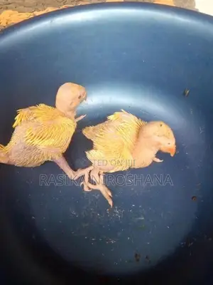 Ringneck Baby Birds