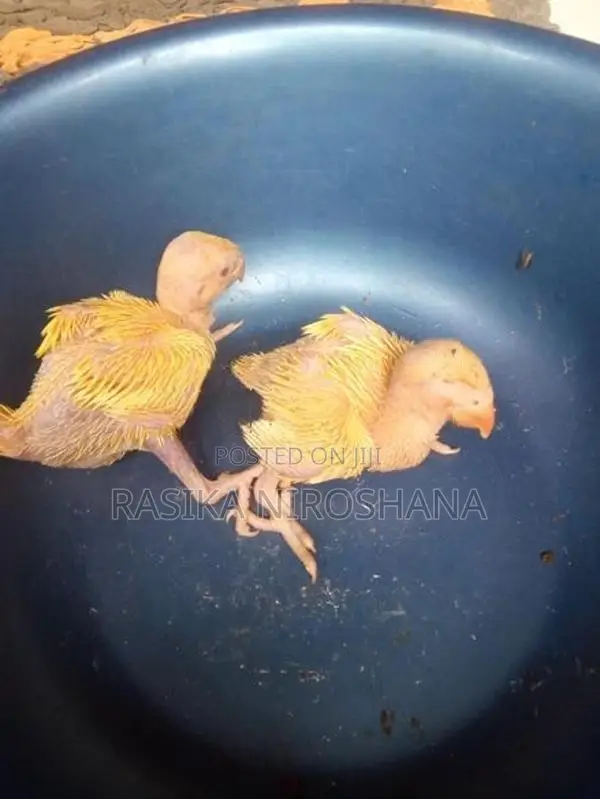 Ringneck Baby Birds