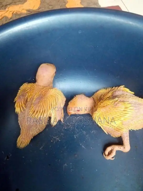Ringneck Baby Birds