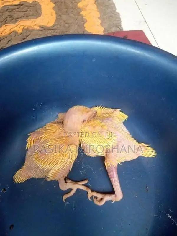 Ringneck Baby Birds