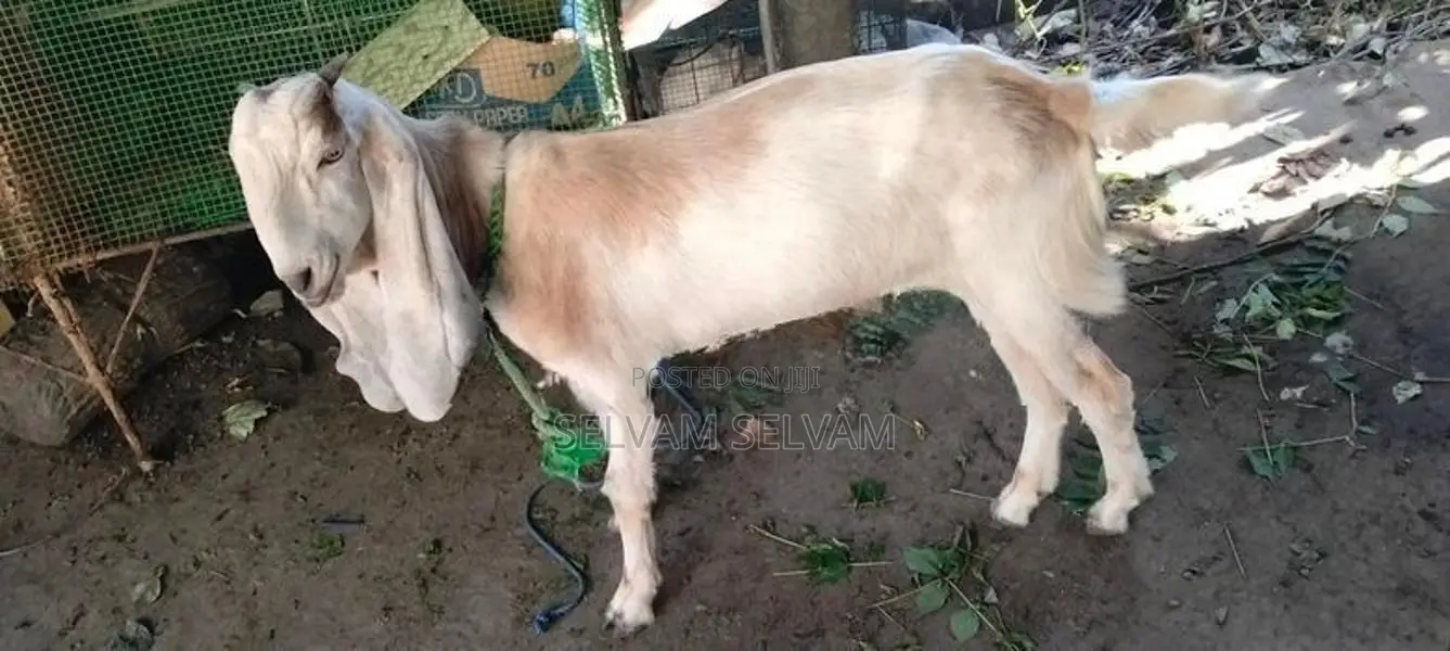 யமுனா பாரி கன்னி மறிஆடு