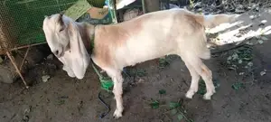 யமுனா பாரி கன்னி மறிஆடு