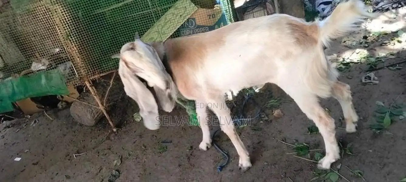 யமுனா பாரி கன்னி மறிஆடு