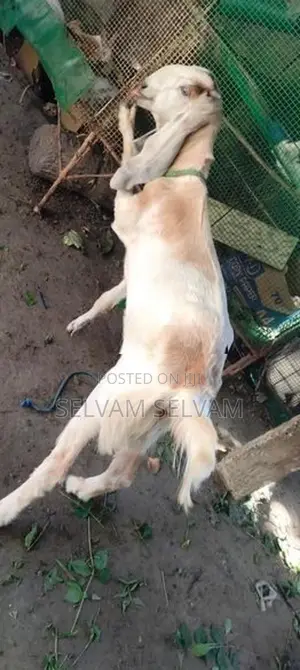 யமுனா பாரி கன்னி மறிஆடு