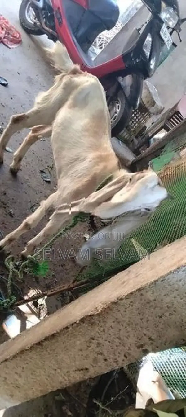 யமுனா பாரி கன்னி மறிஆடு