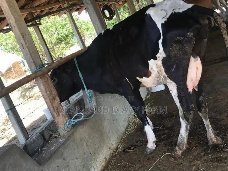Milk Cows