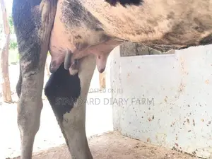 Milk Cows