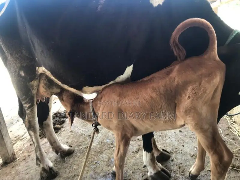 Milk Cows