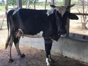 Milk Cows