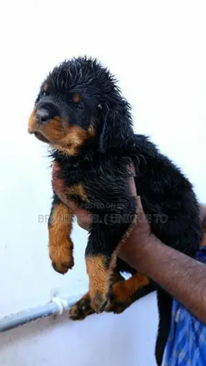 Rottweiler Puppies