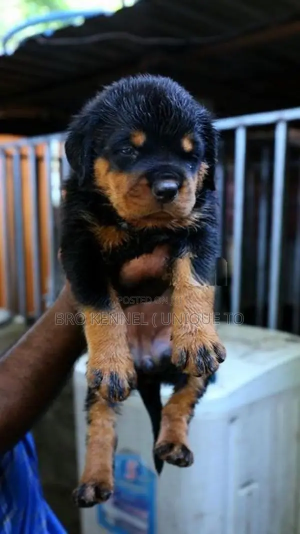 Rottweiler Puppies