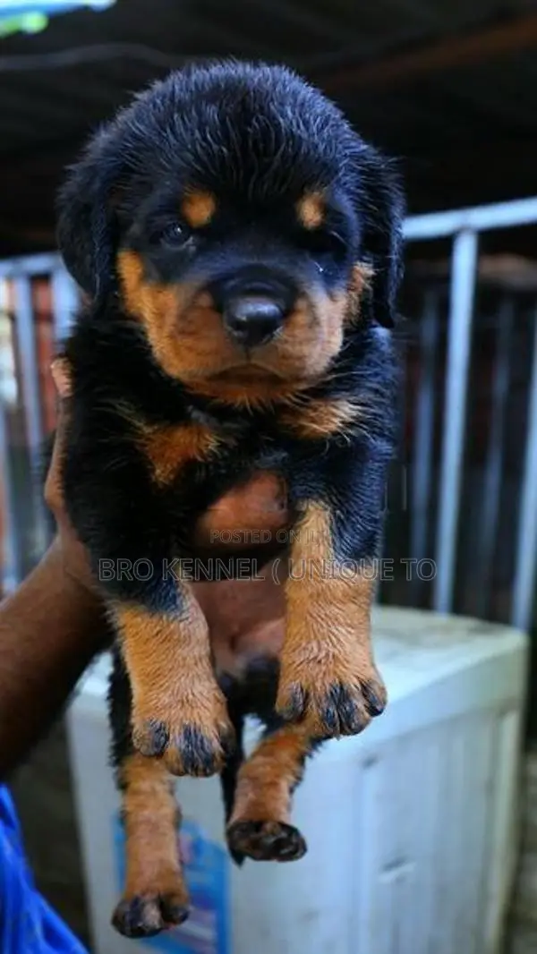 Rottweiler Puppies