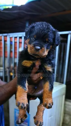 Rottweiler Puppies