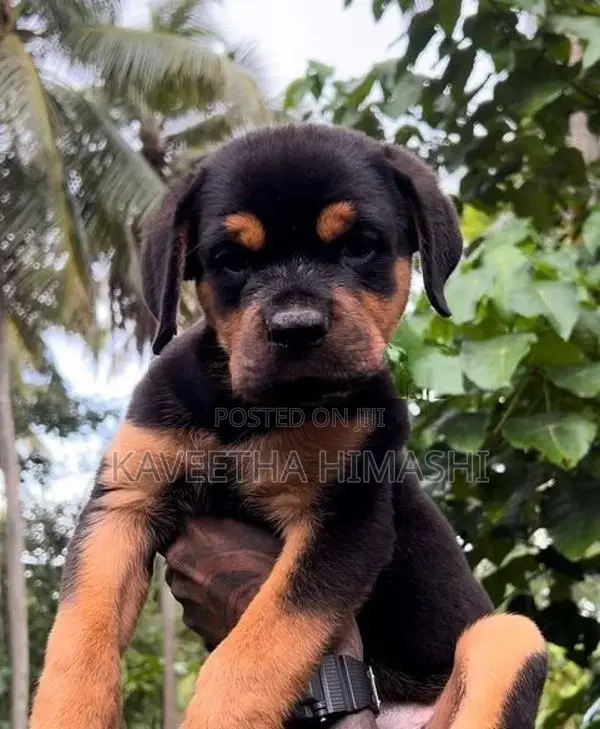 Rottweiler Puppy