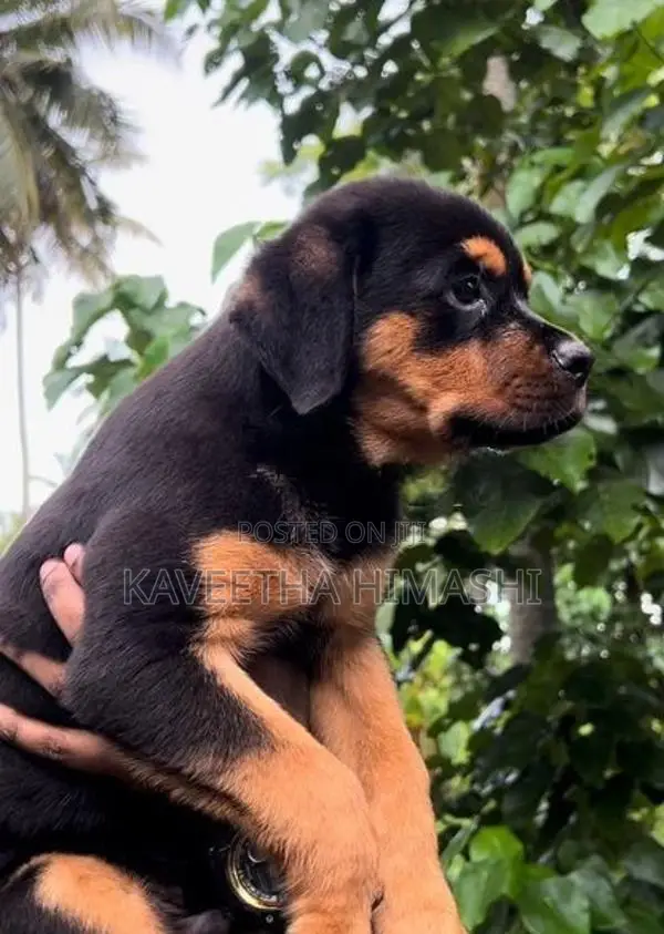 Rottweiler Puppy