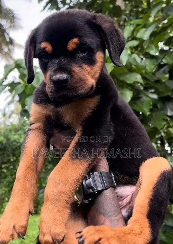 Rottweiler Puppy