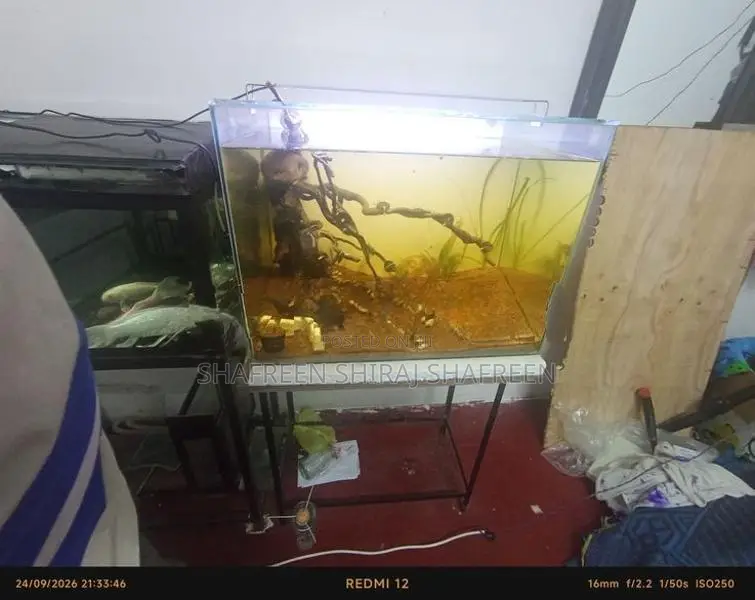 Fish Tank