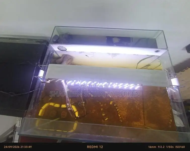 Fish Tank