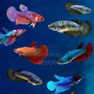 ෆයිටර් ෆිමේල්
