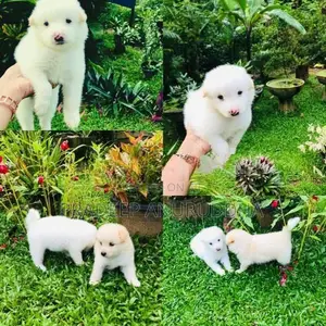 Lion Pomeranian Puppy