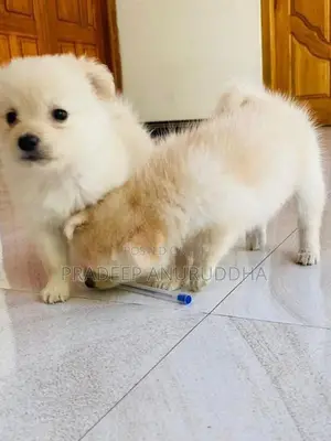 Lion Pomeranian Puppy
