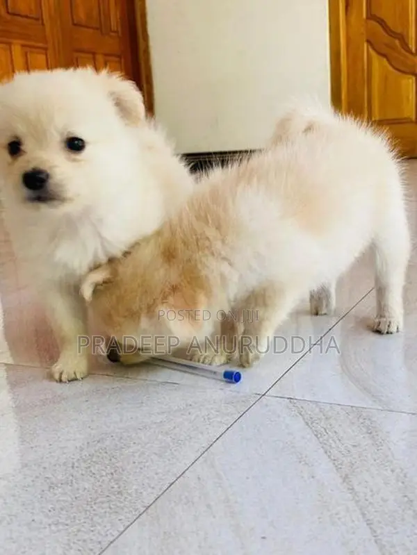 Lion Pomeranian Puppy