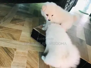 Lion Pomeranian Puppy