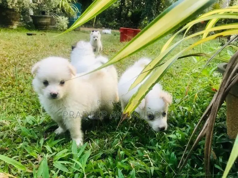 Lion Pomeranian Puppy
