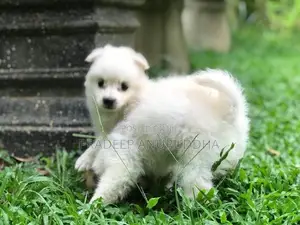 Lion Pomeranian Puppy